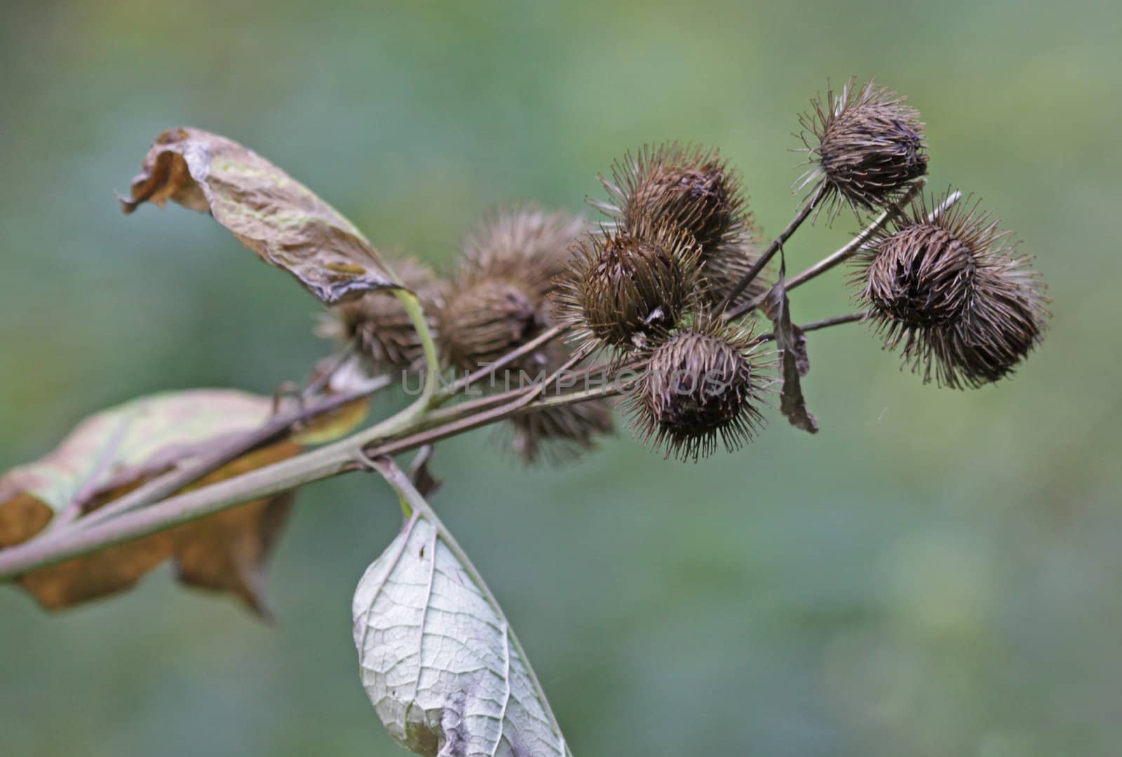 A blooming lesser burdock (Arctium minus) plant with burs on full display.  Shot in Southern Ontario, Canada.
