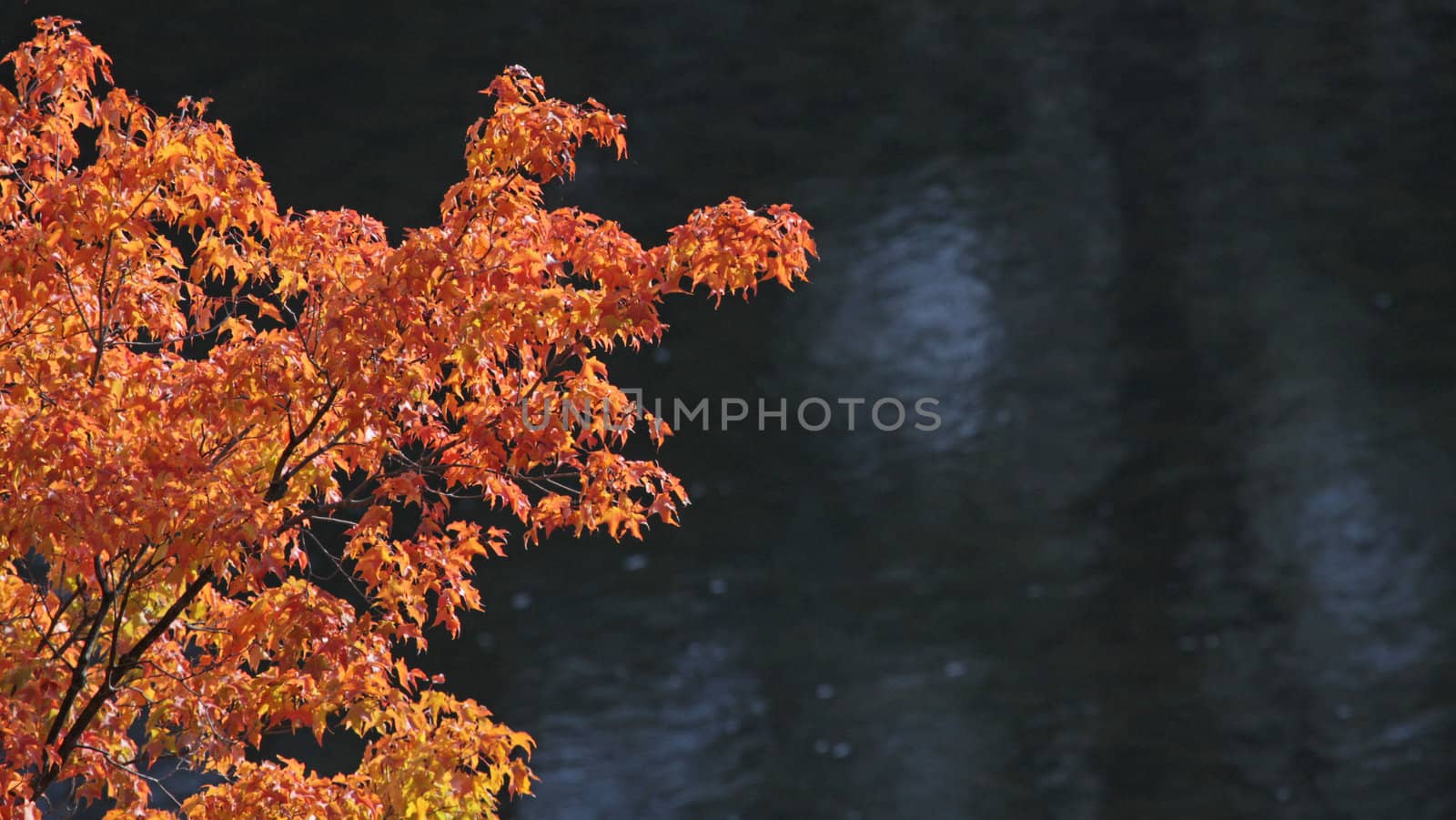Autumn Maple Branch by ca2hill