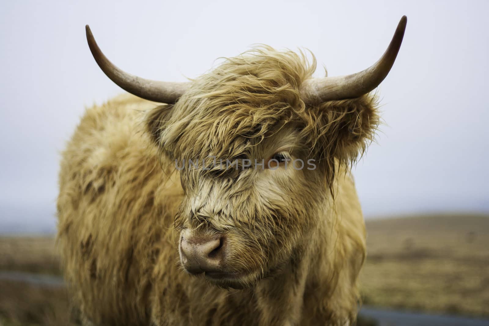 Head portait of a shaggy young Highland cow in open countryside