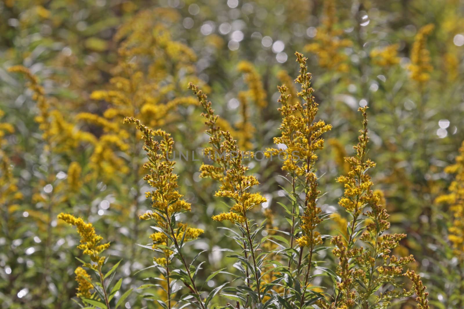 A field of goldenrod (Solidago) in full bloom.
