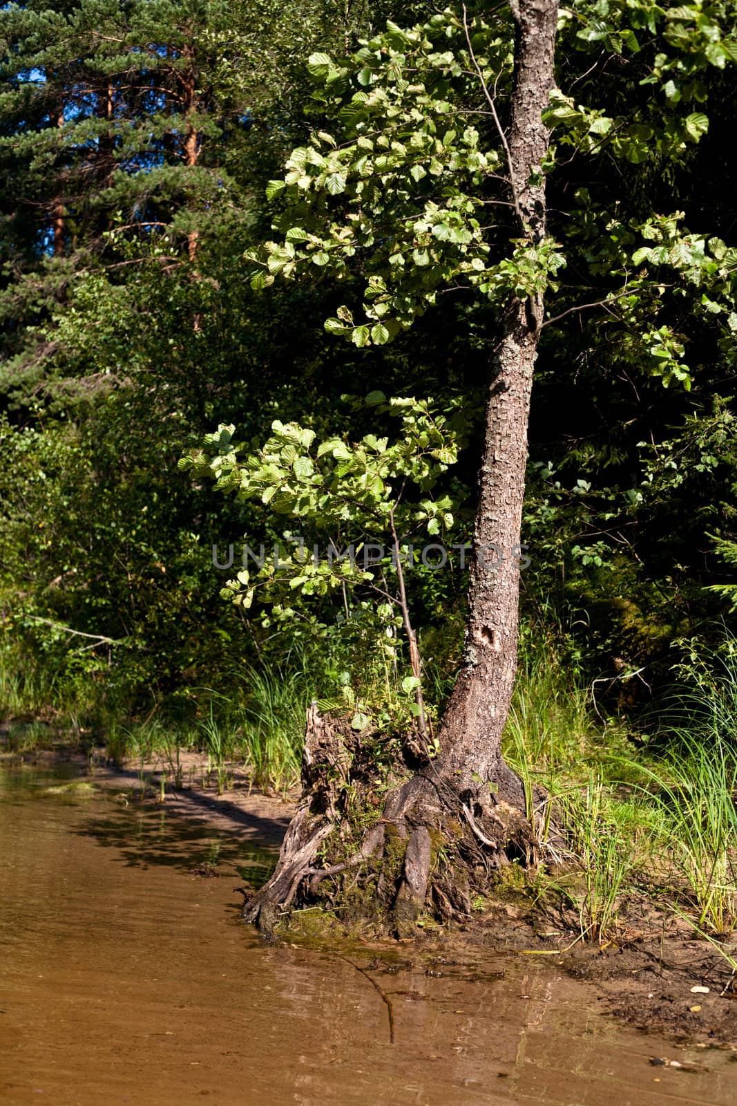 A tree in water in a summer forest
