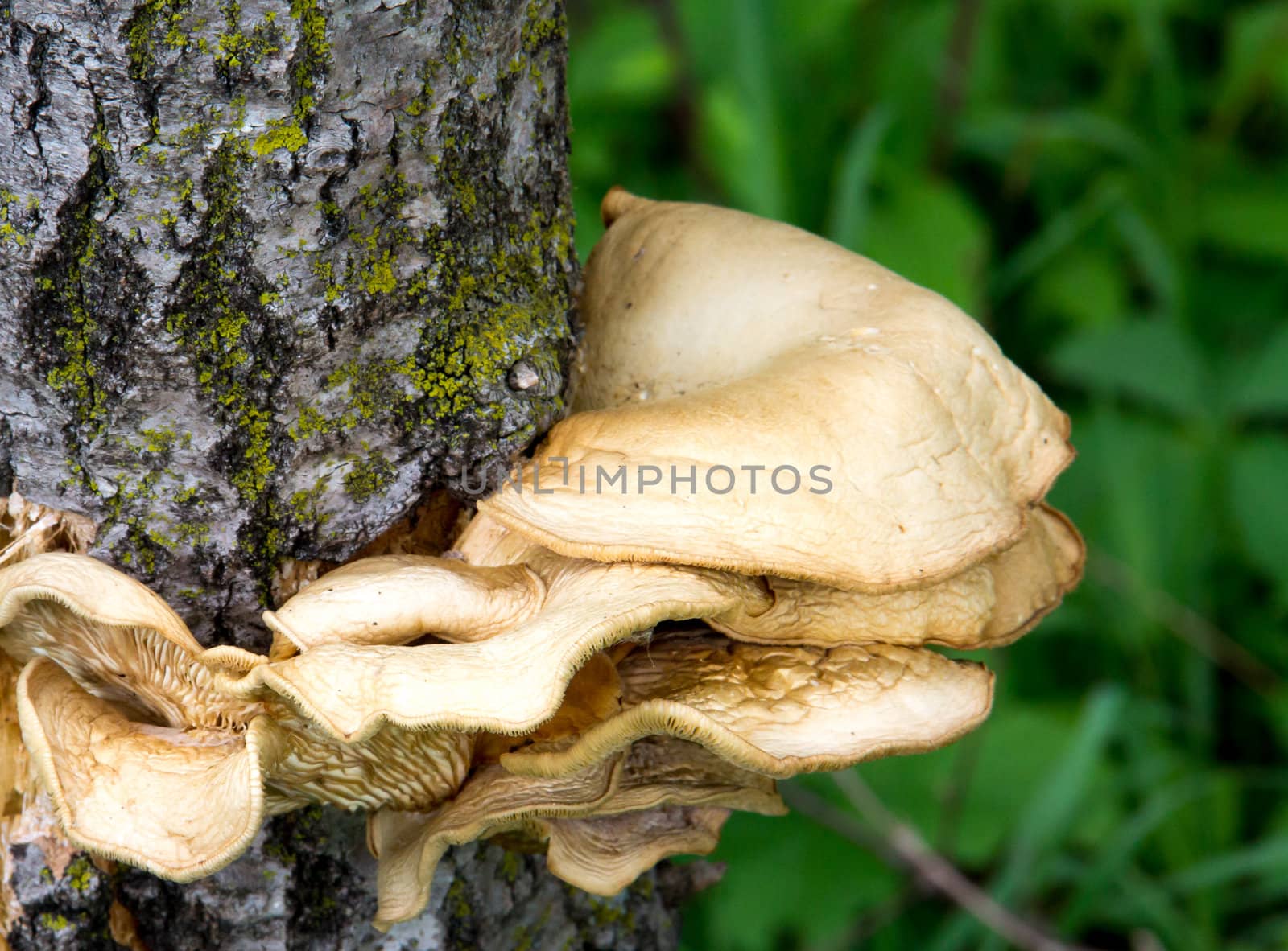Mushrooms Attached to Side of Tree by wolterk