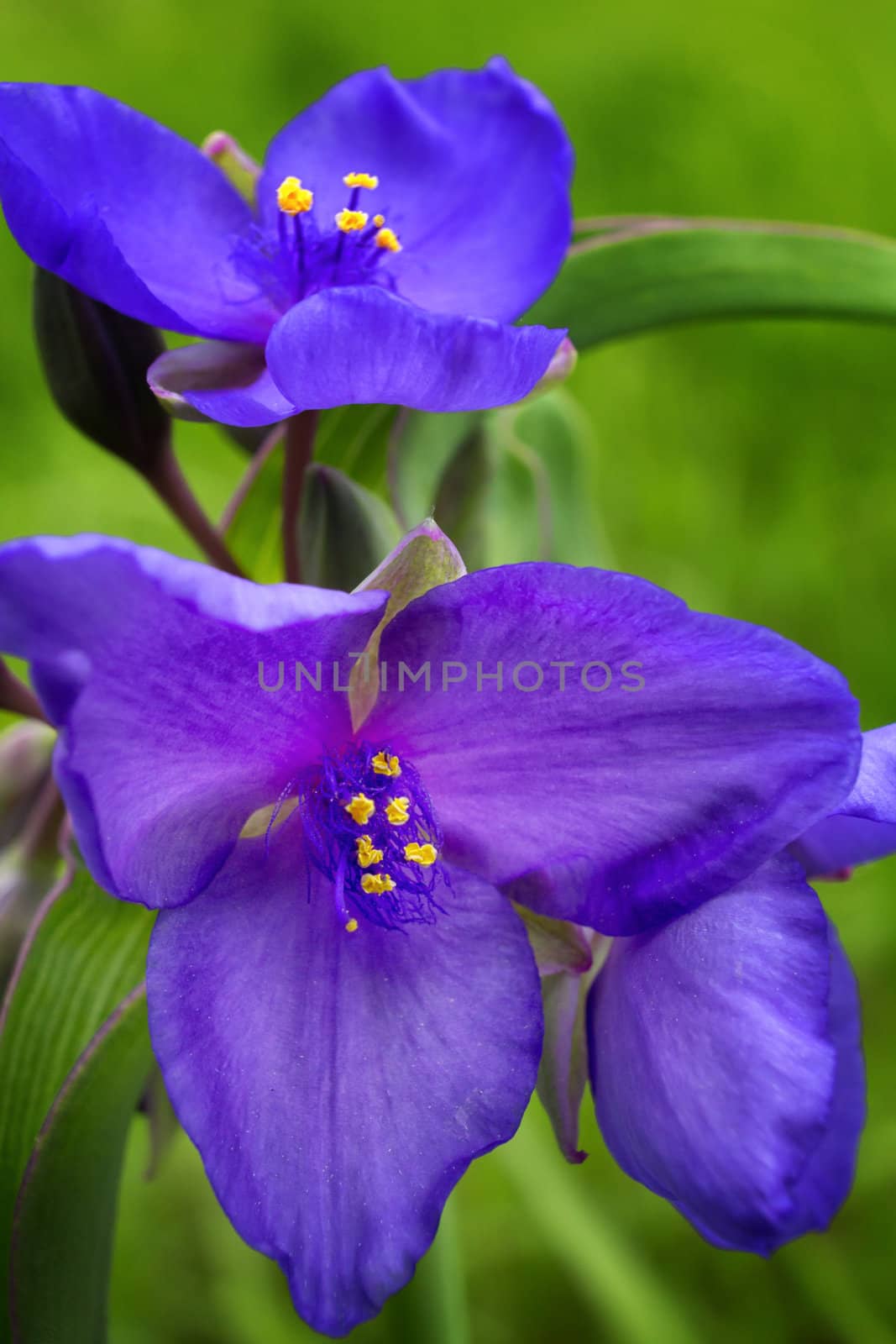 Blooming Purple Spiderwort by wolterk