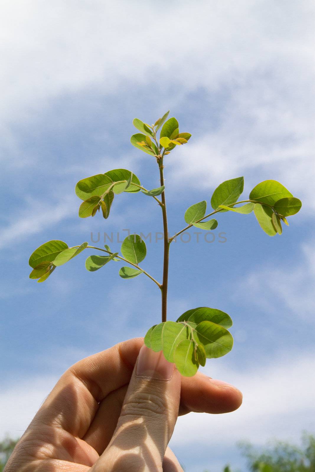 young tree in Men's hand on sky background