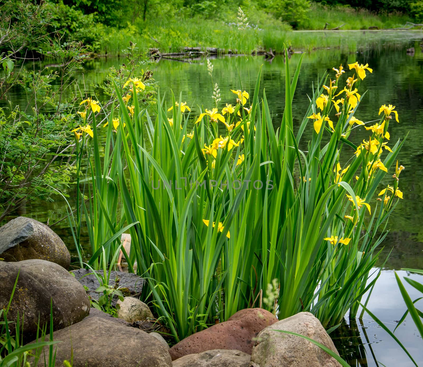 Yellow Wild Iris on the Shores of the Lake.