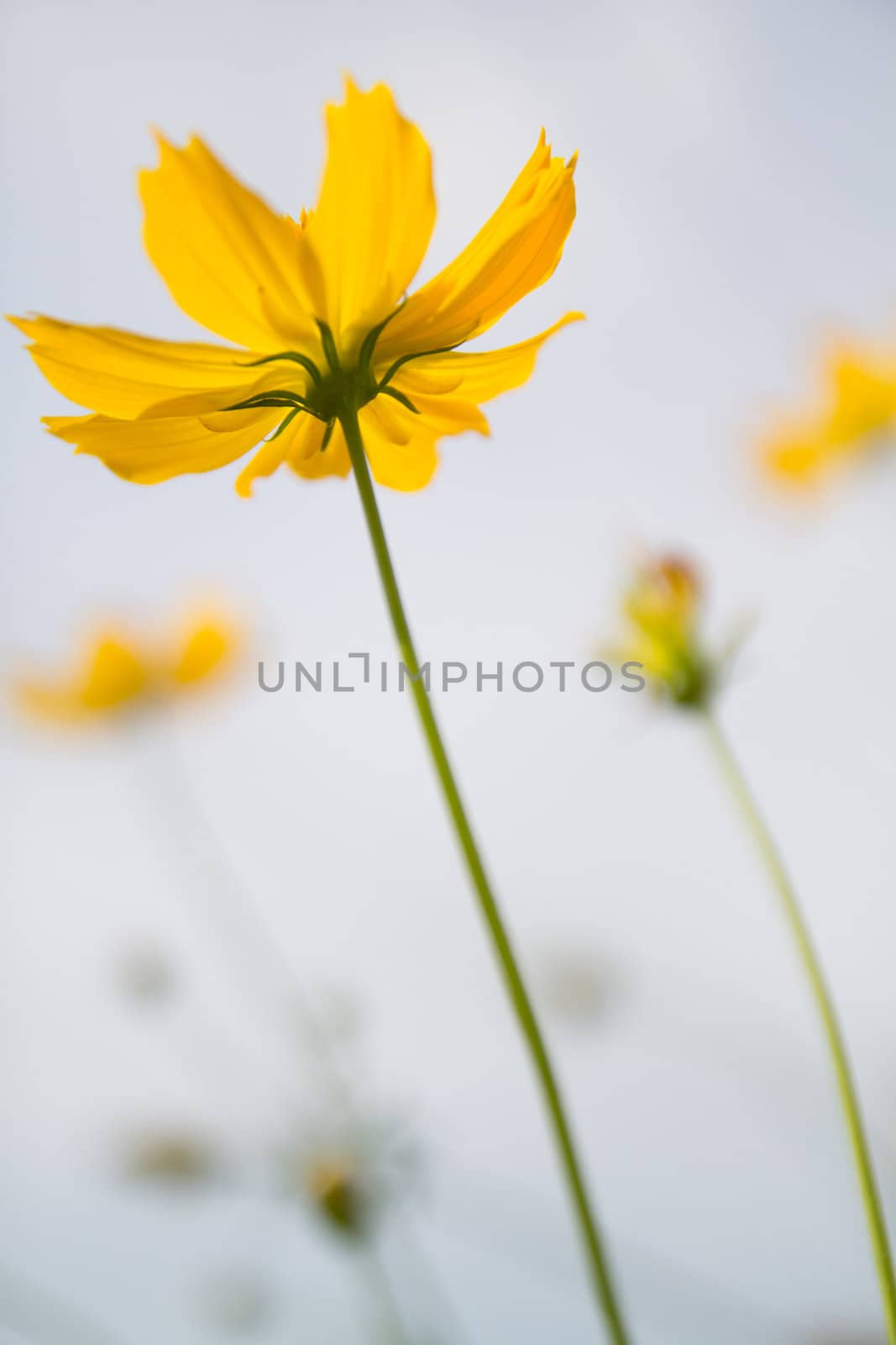 Yellow Cosmos flower and sky