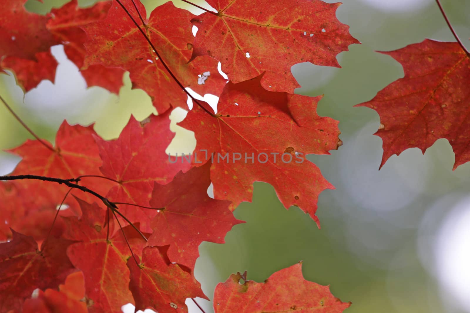 Vibrant Red Maple Leaves by ca2hill