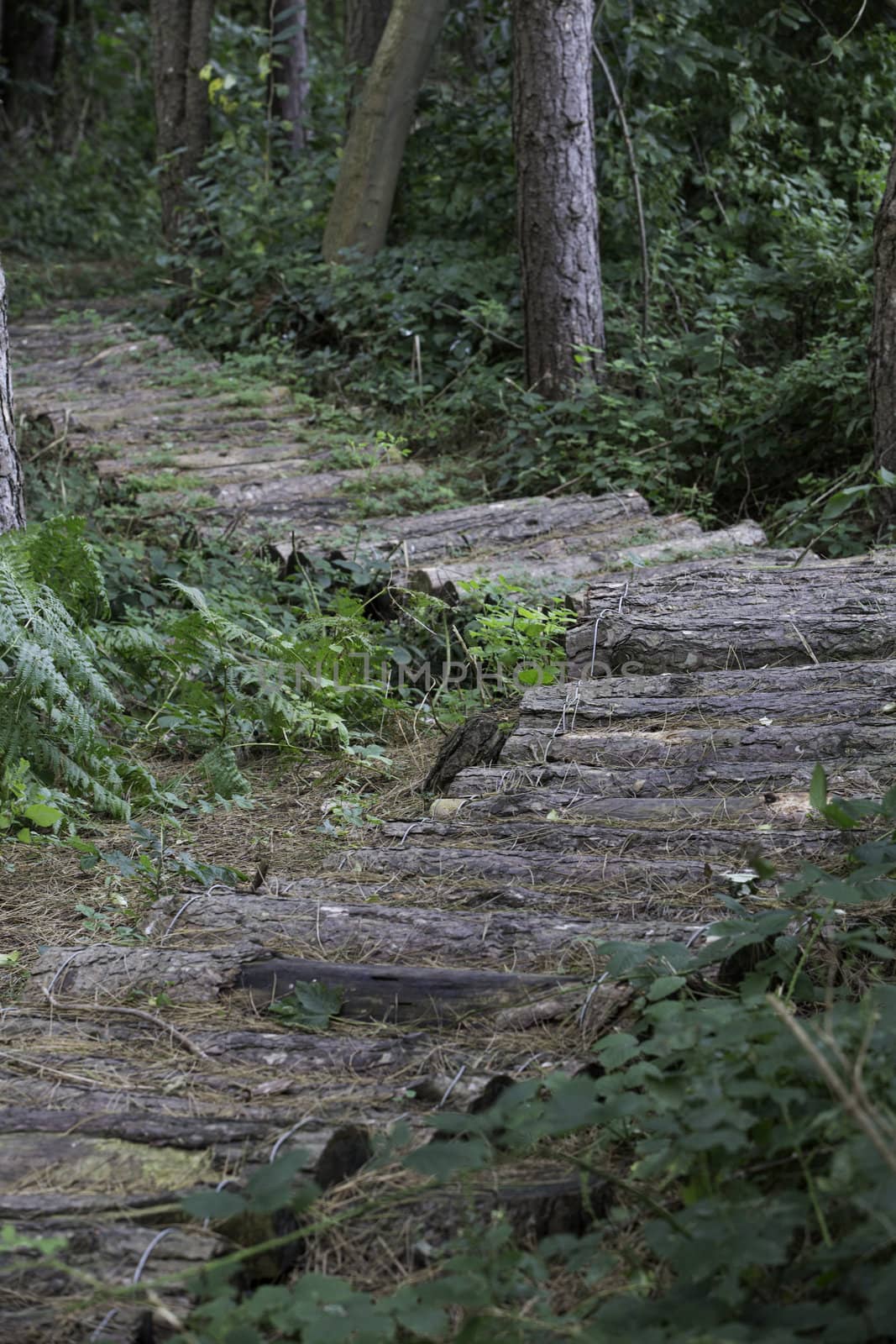 A rustic trail, created from cut logs, to form a natural path through the forest