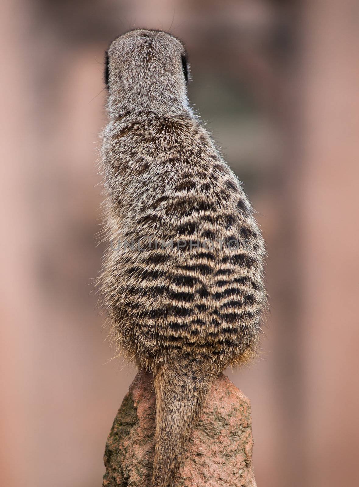 Back of the watchful meerkat on mound by Arsgera