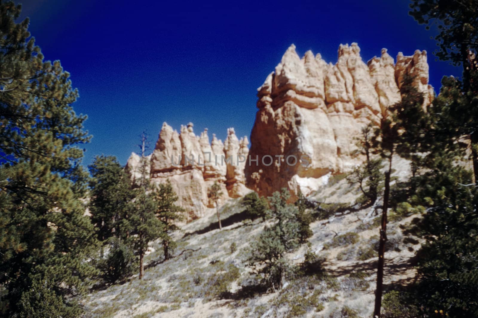 View of Bryce Canyon Pinyon Pine Fairyland Hoodoos along Navajo Loop Trail, Utah