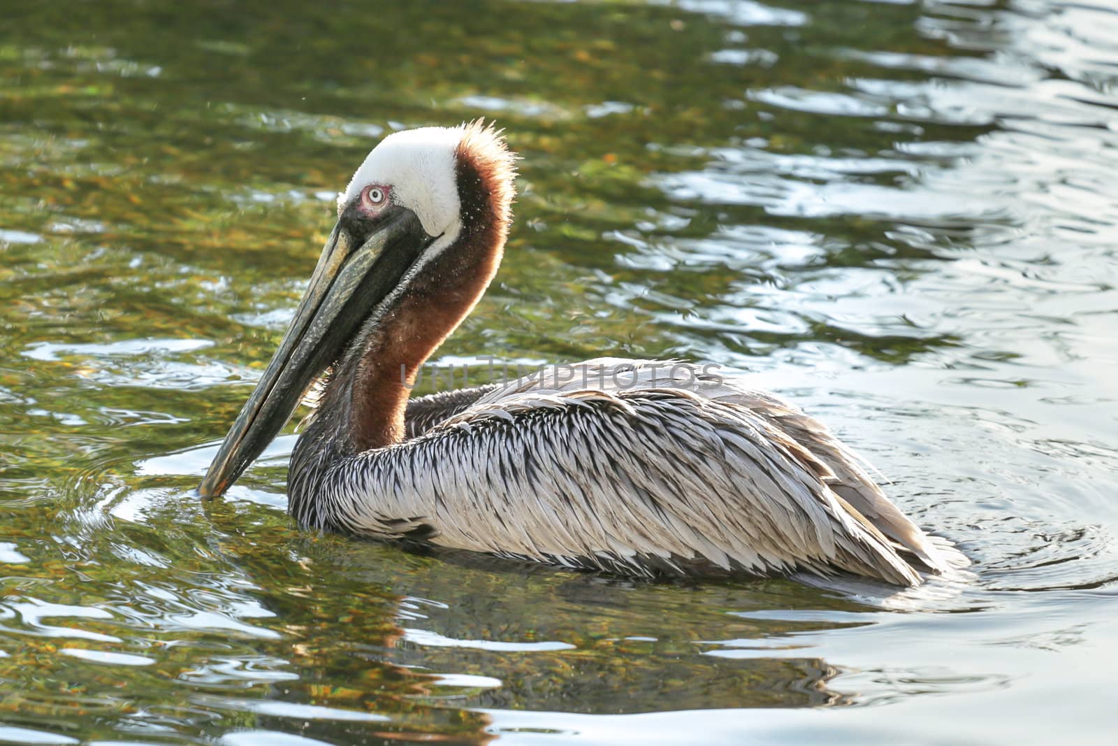 A pelican with a large beak swimming in a pond at a park in South Africa