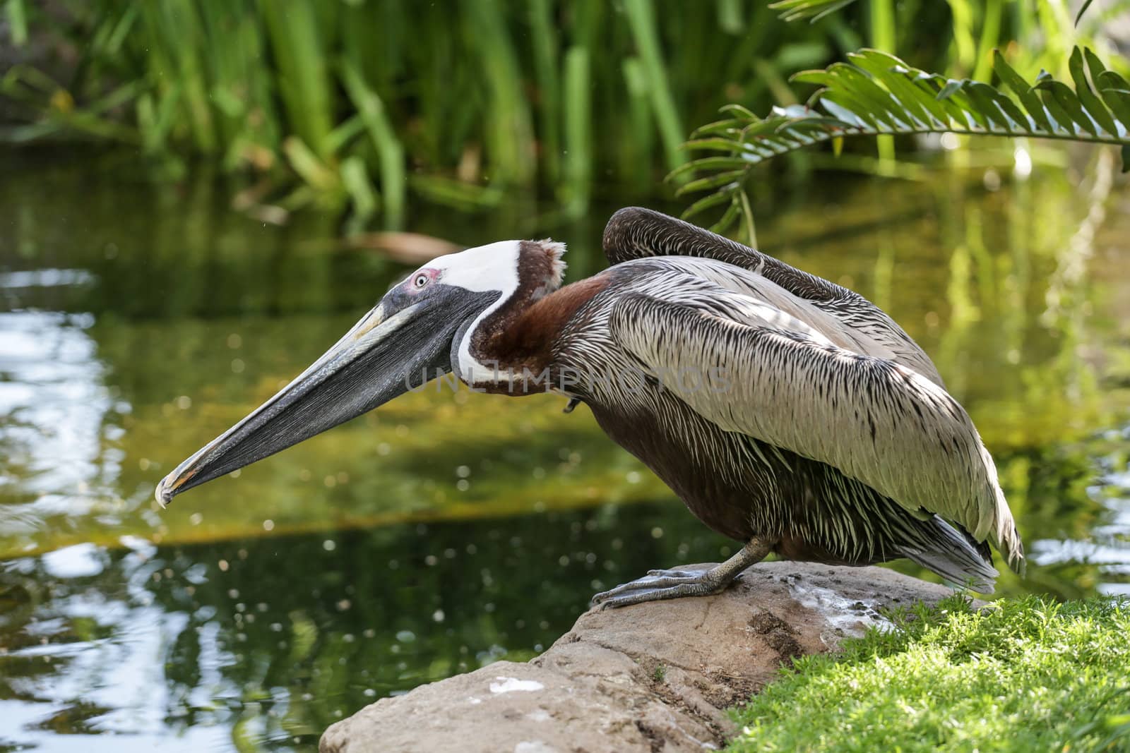 A pelican standing on a rock with its head tilted down by the side of a pond