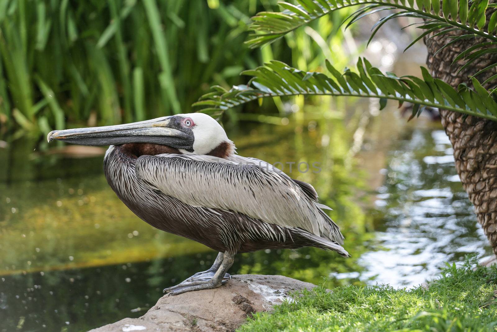 A pelican standing on a rock with its head tilted back by the side of a pond