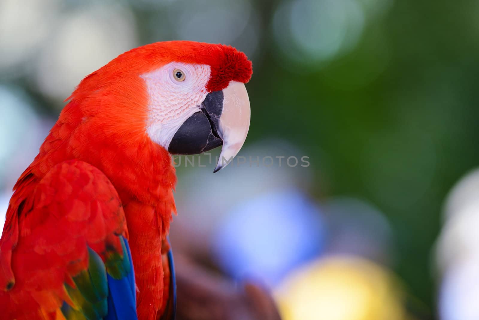 Red Parrot