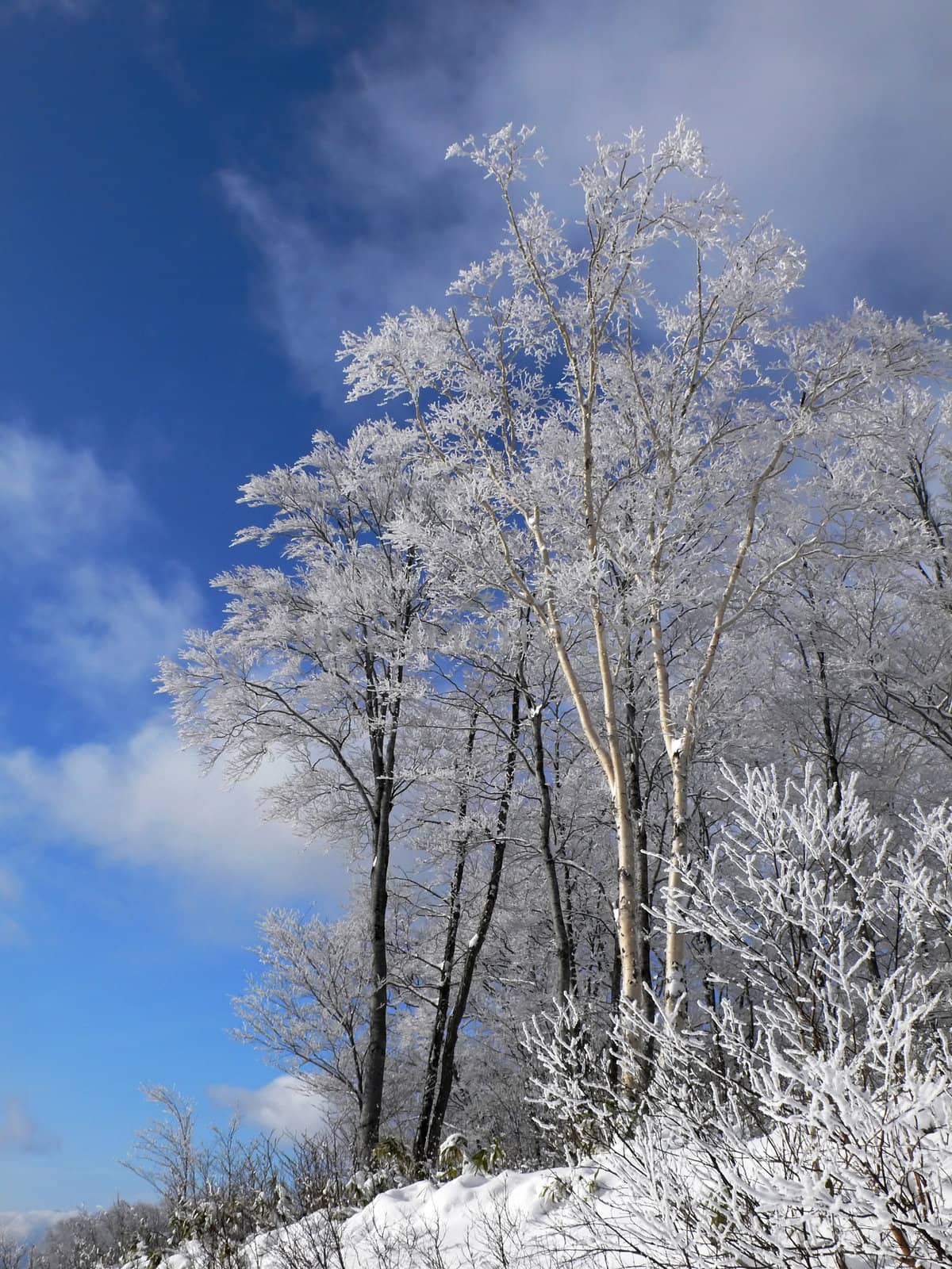  winter forest with frosted tree branches over blue sky