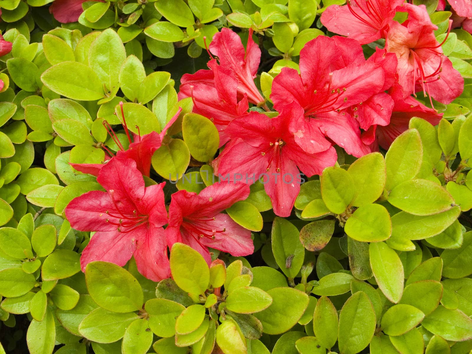 rhododendron (azalea) flowers and bush background