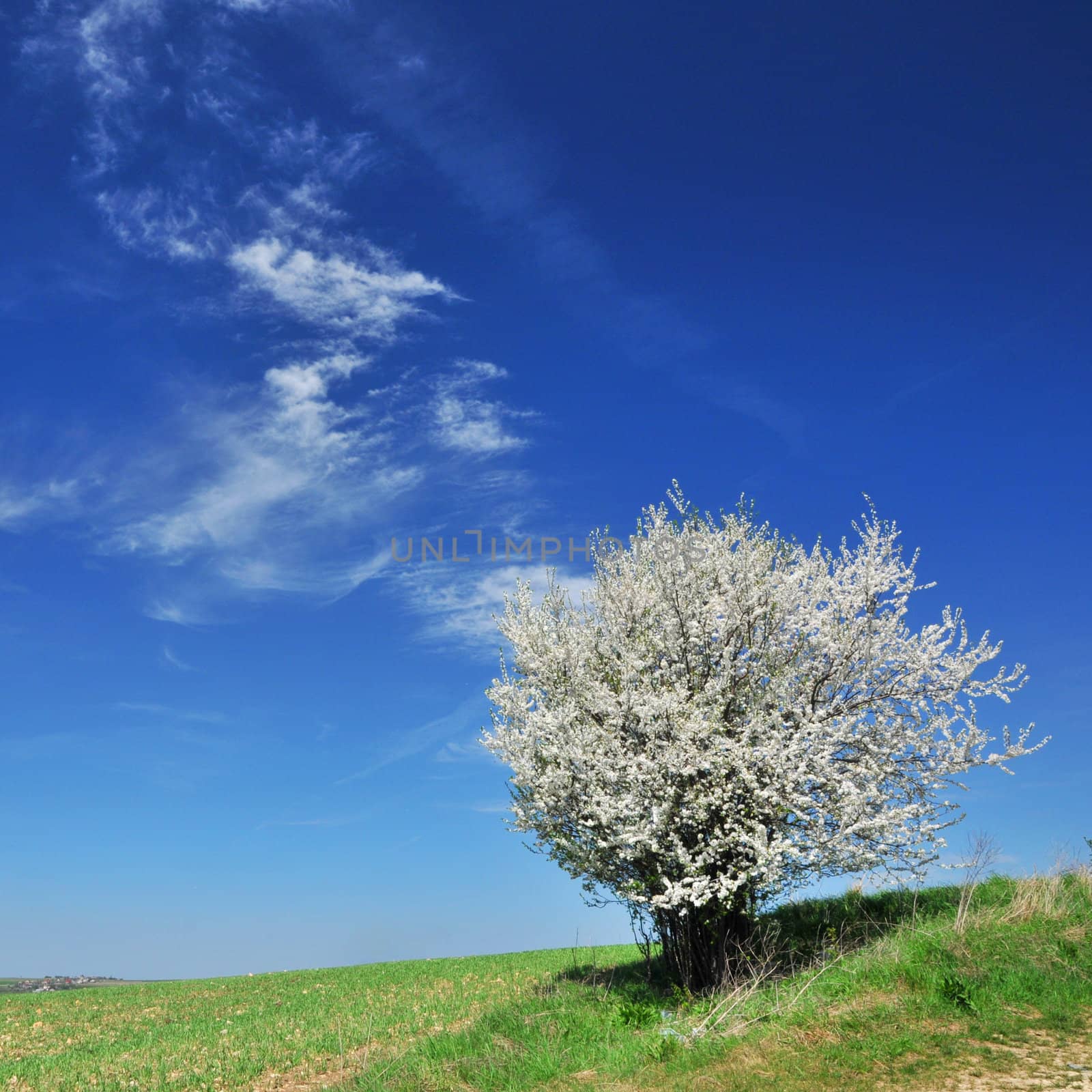 Single blossoming tree in spring.