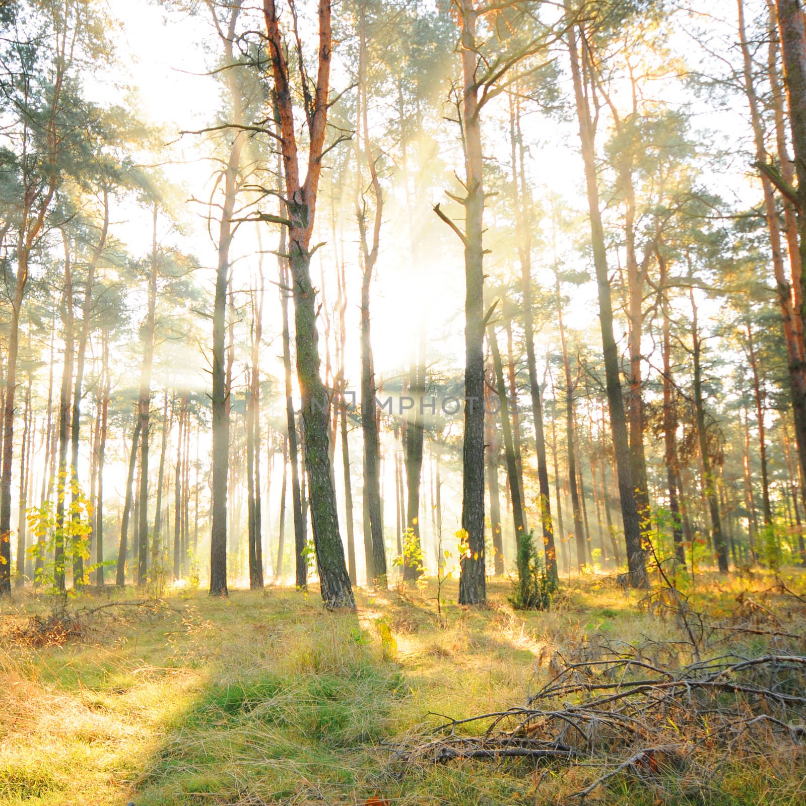 Beautiful dawn in autumnal forest