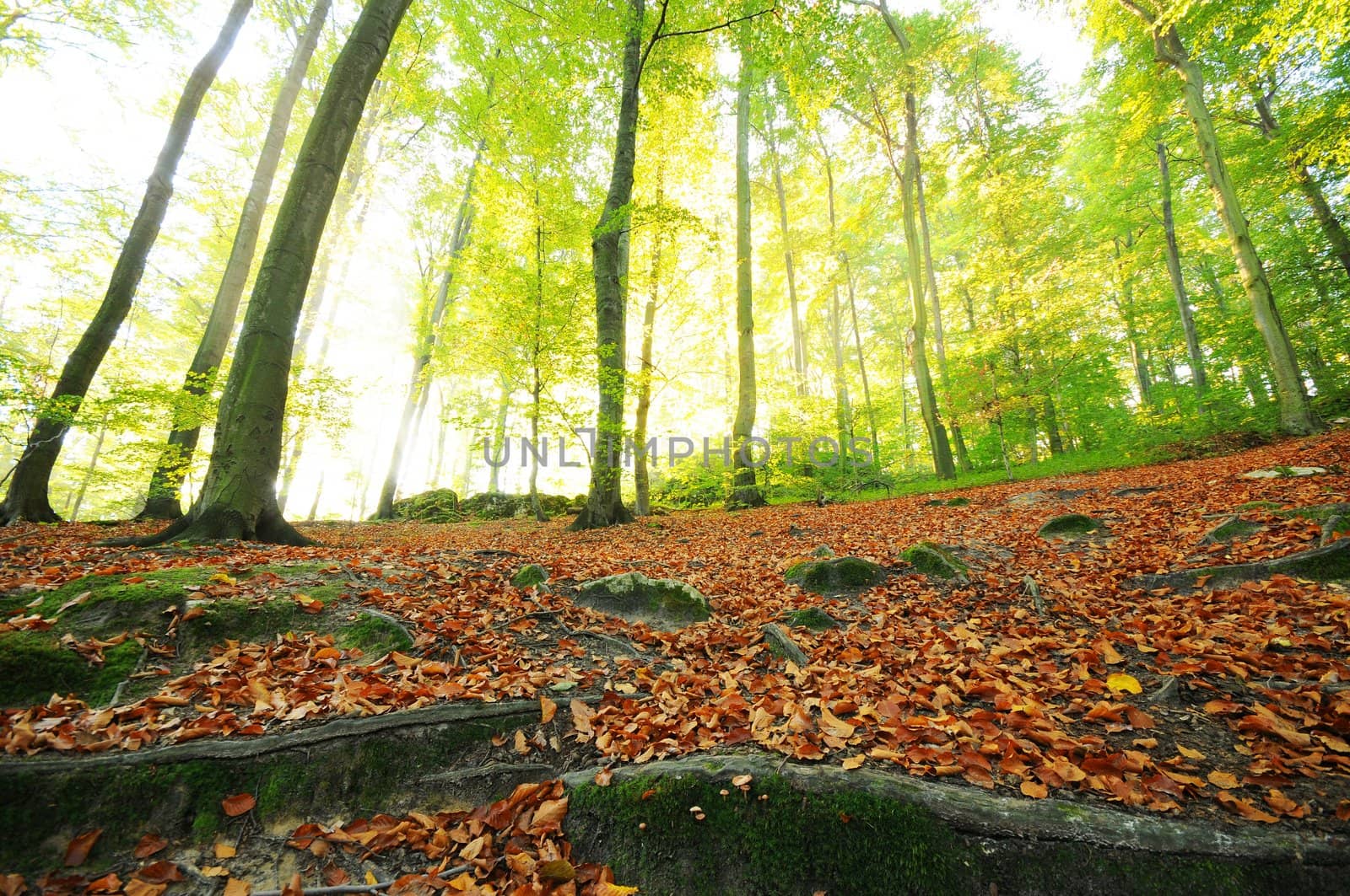 Autumn dawn in forest
