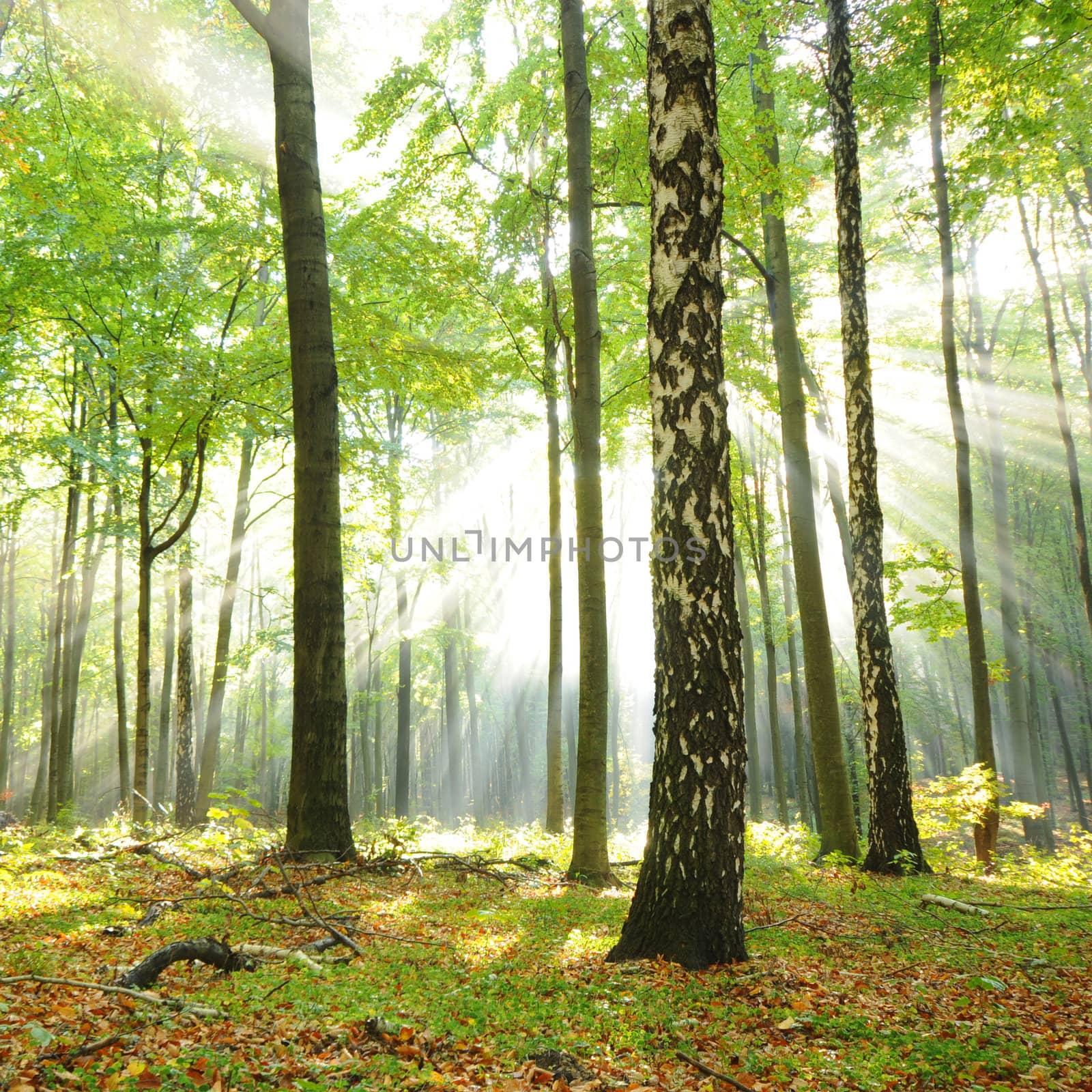 Morning in the forest
