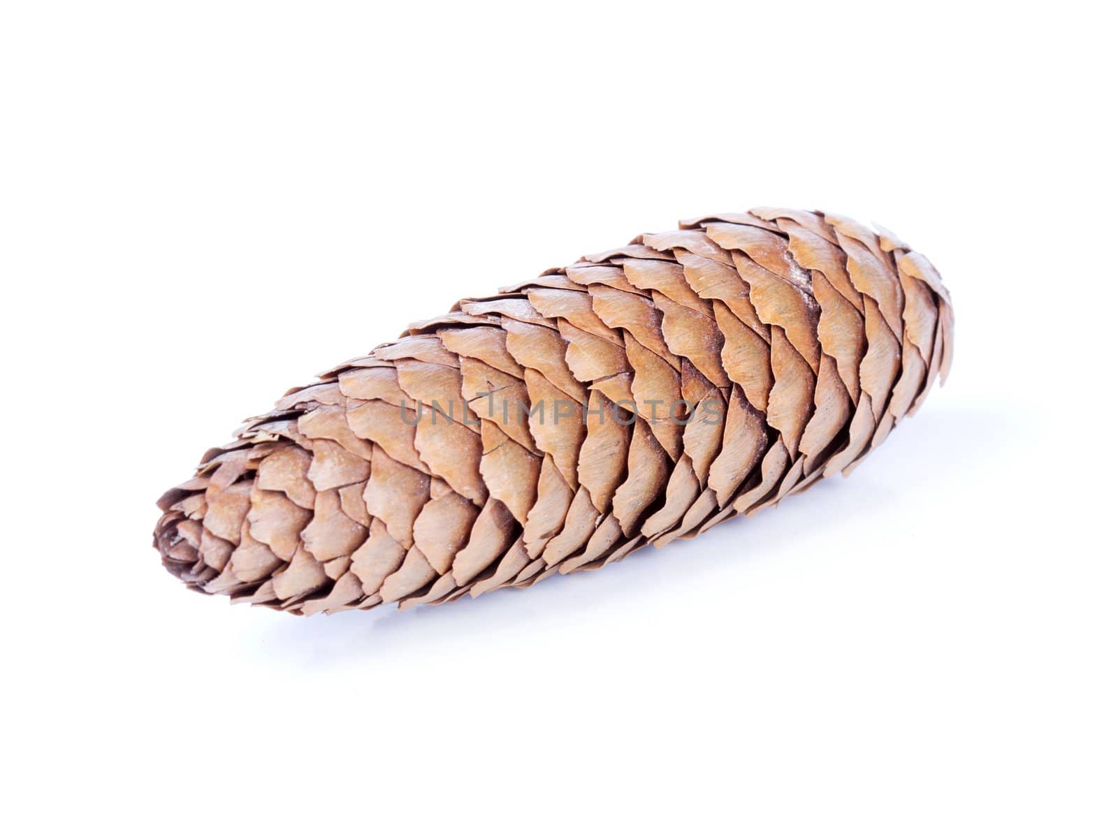 Fir cone isolated on white  background