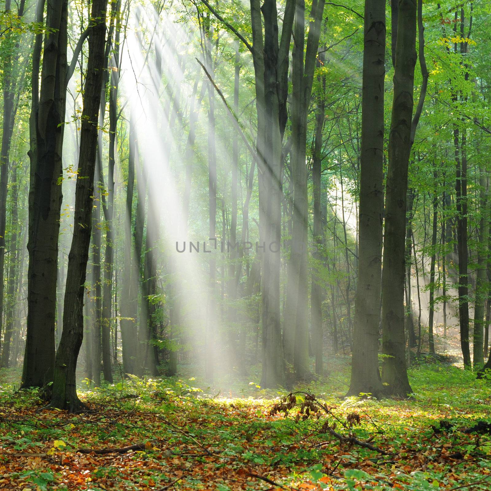 Autumn dawn in forest