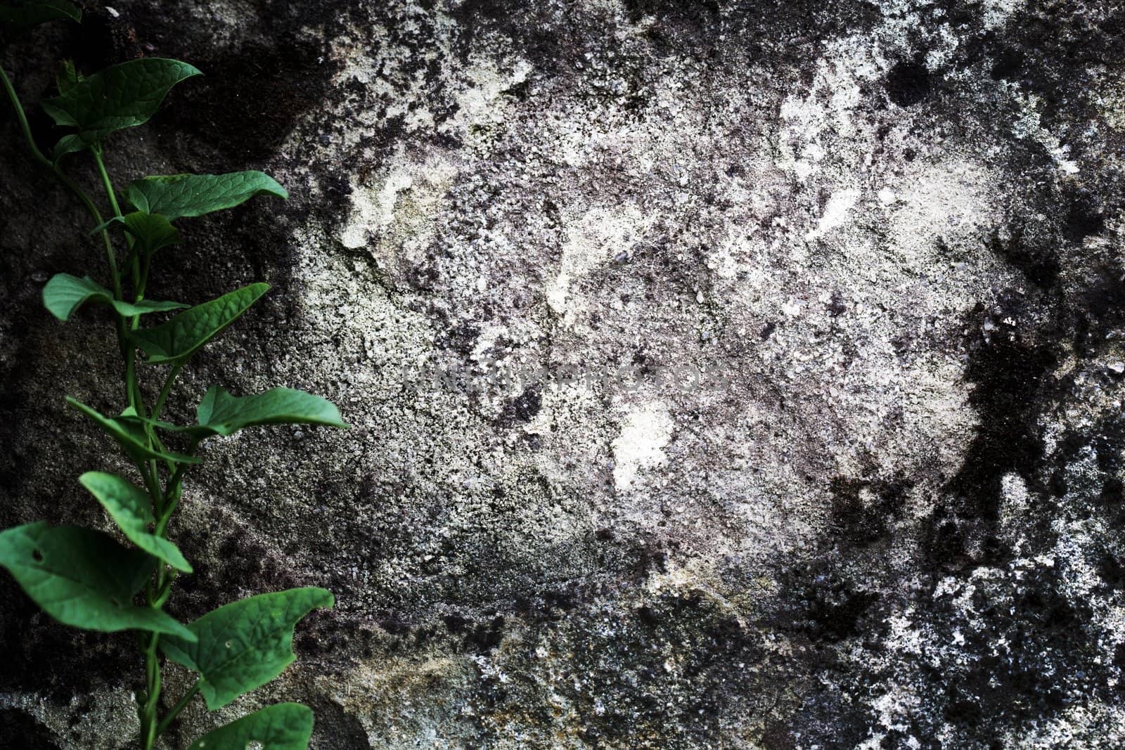 Stone texture background. Close up