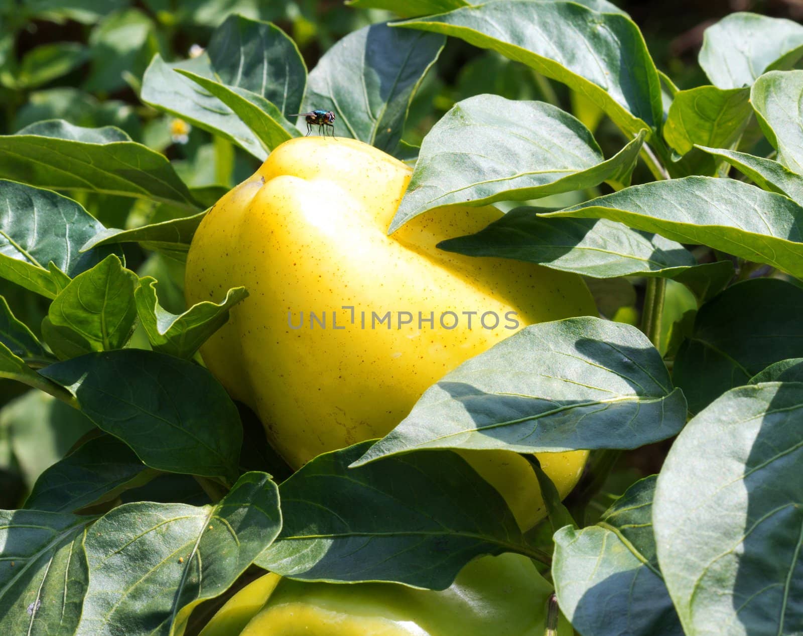 Yellow pepper with leaves growing. Close up