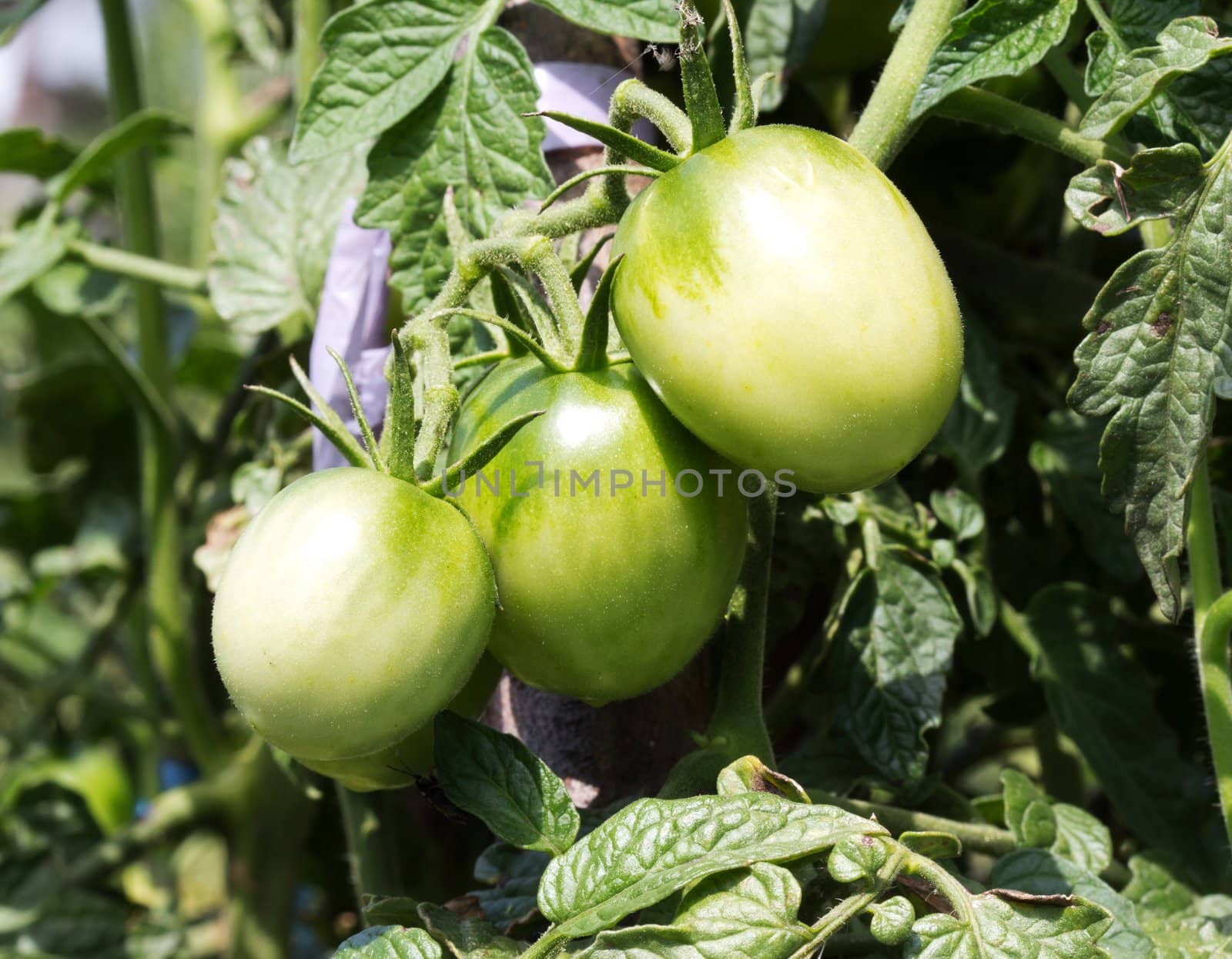 Unripped tomatoes growing. Close up