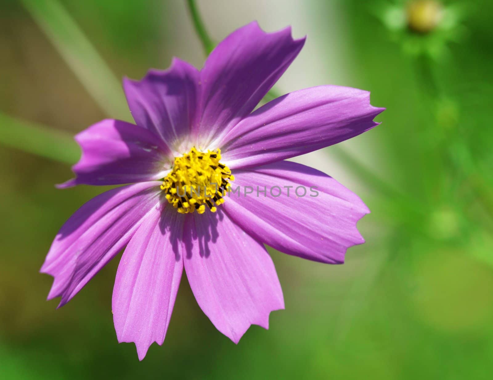 Flower close up. Nature background