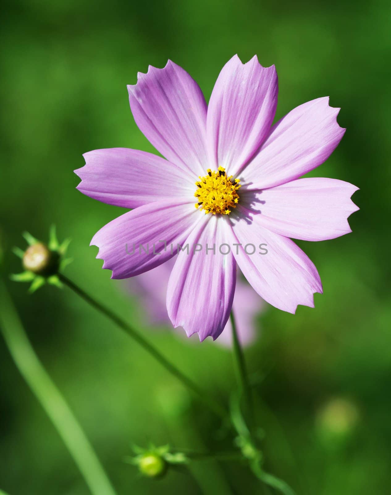 Flower close up. Nature background