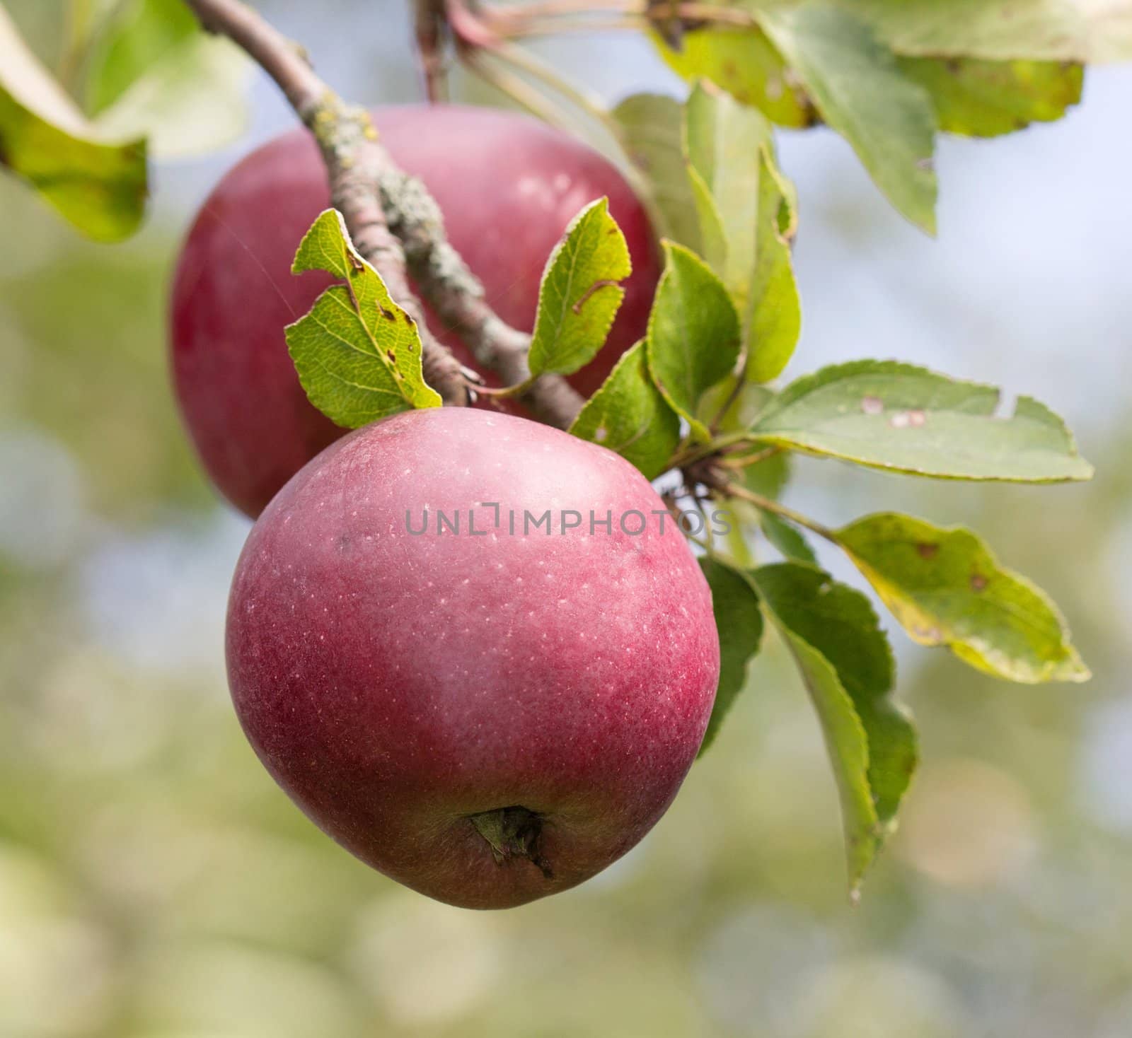 Red apples growing on a brench