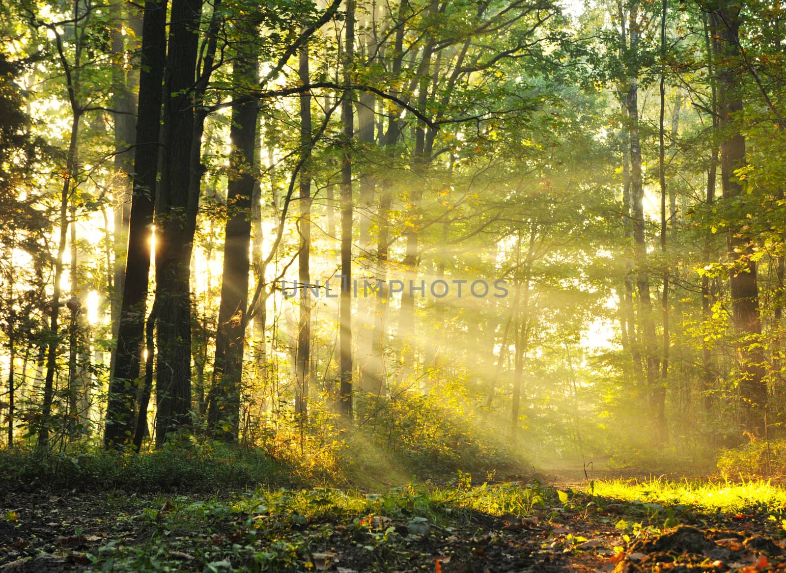 Magical autumn forest