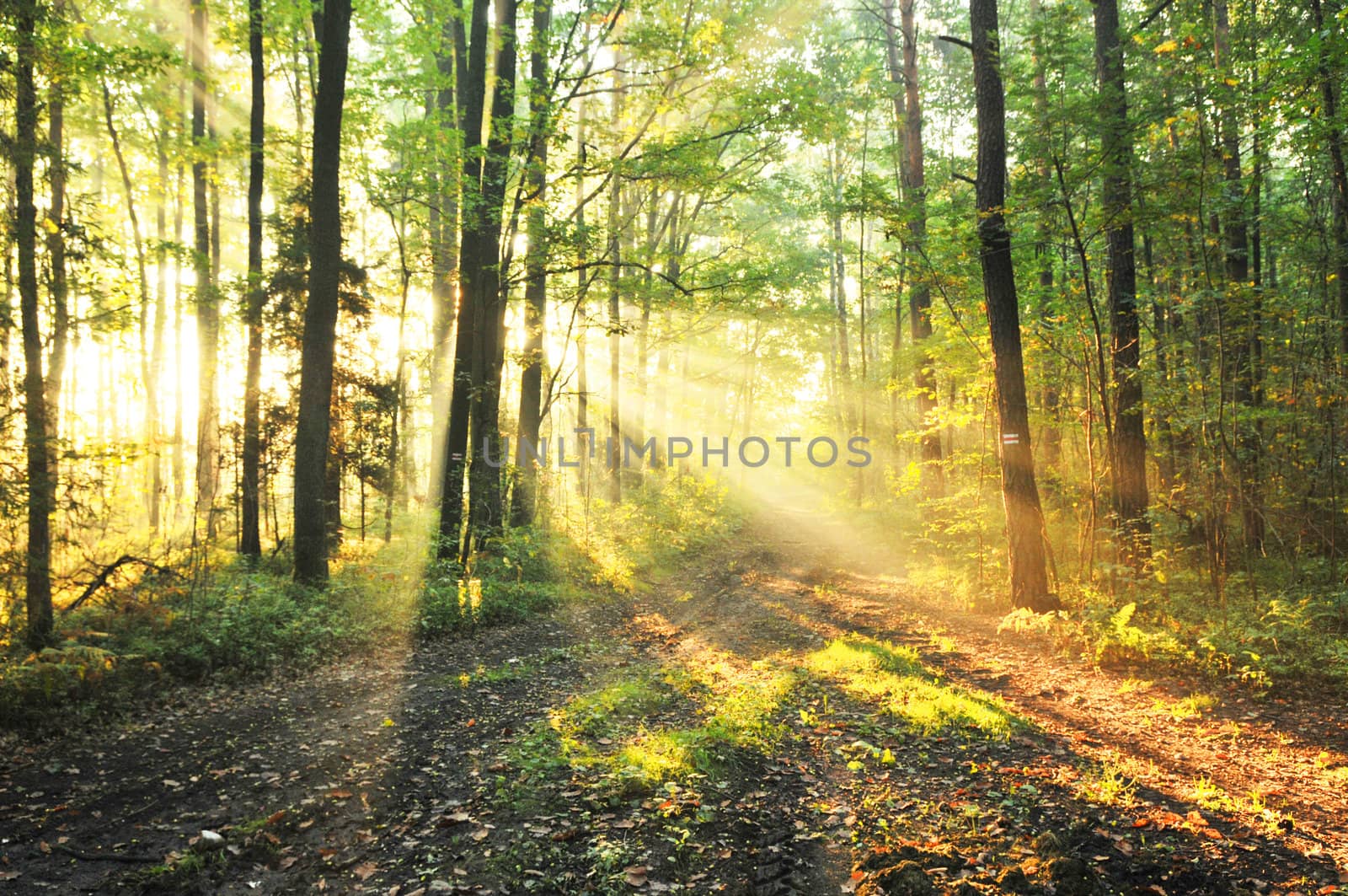 Magical autumn forest