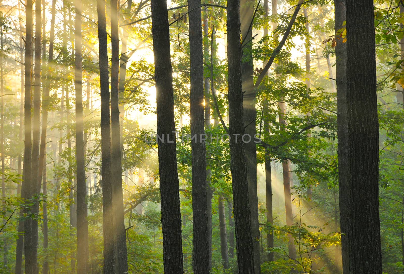 Magical autumn forest