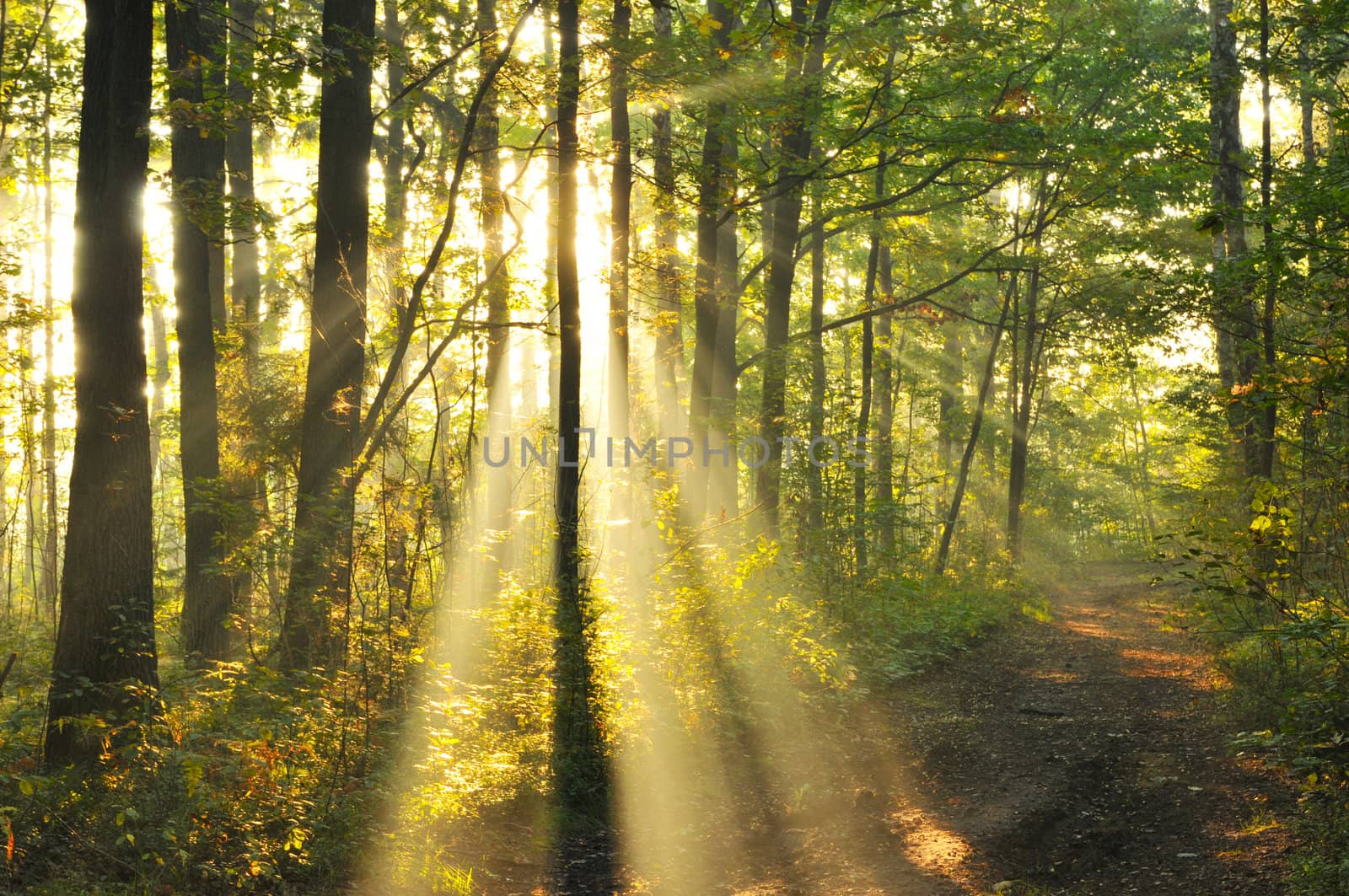 Magical autumn forest