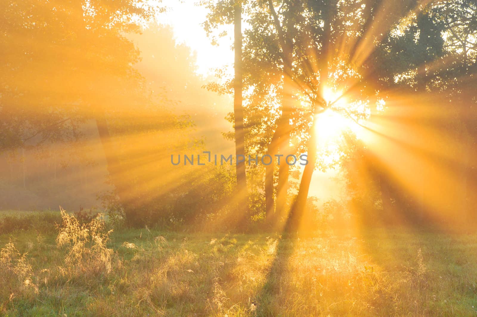 Beautiful autumn sunrise in forest