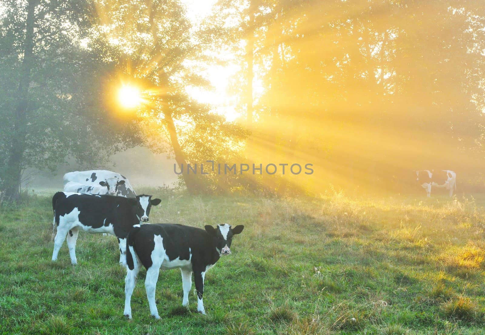 Beautiful autumn dawn