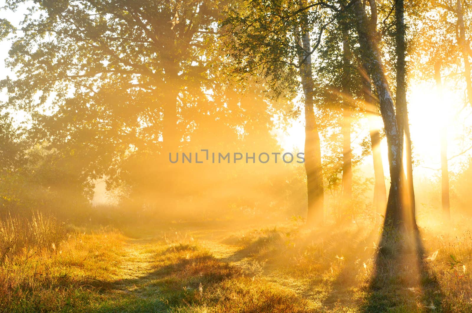 Beautiful autumn sunrise in forest