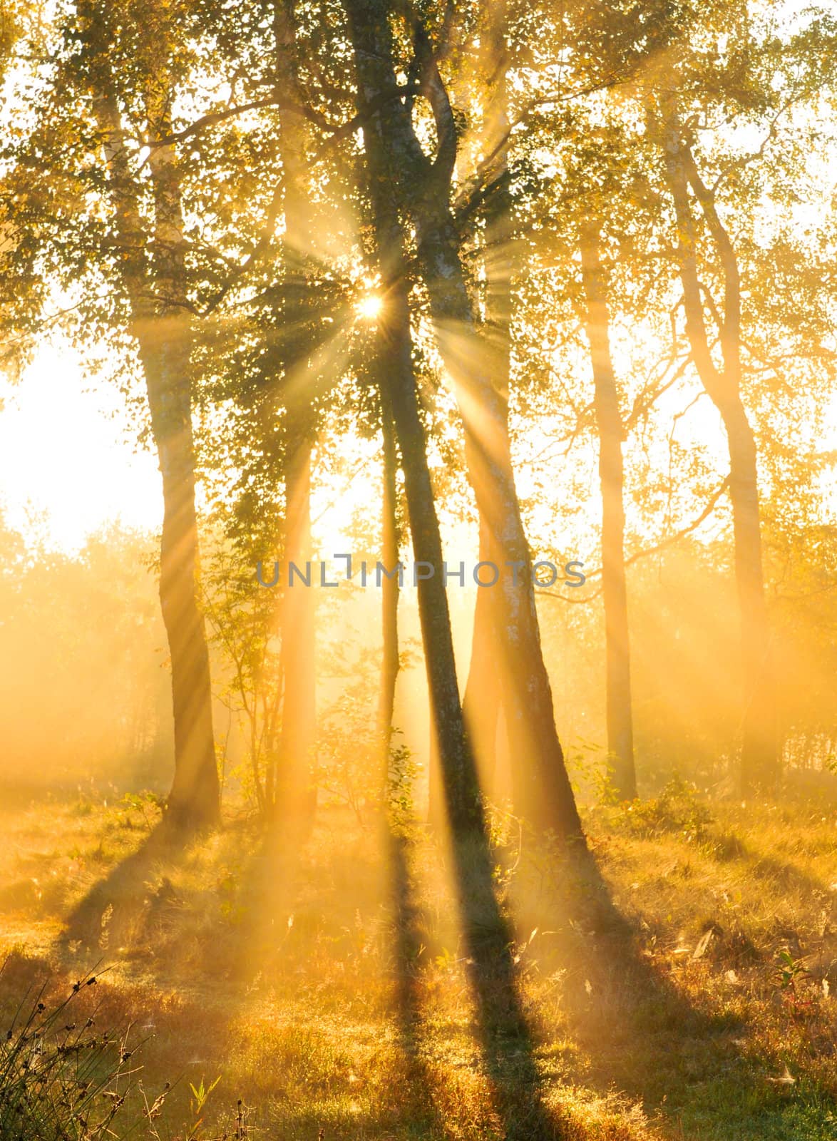 Beautiful autumn sunrise in forest