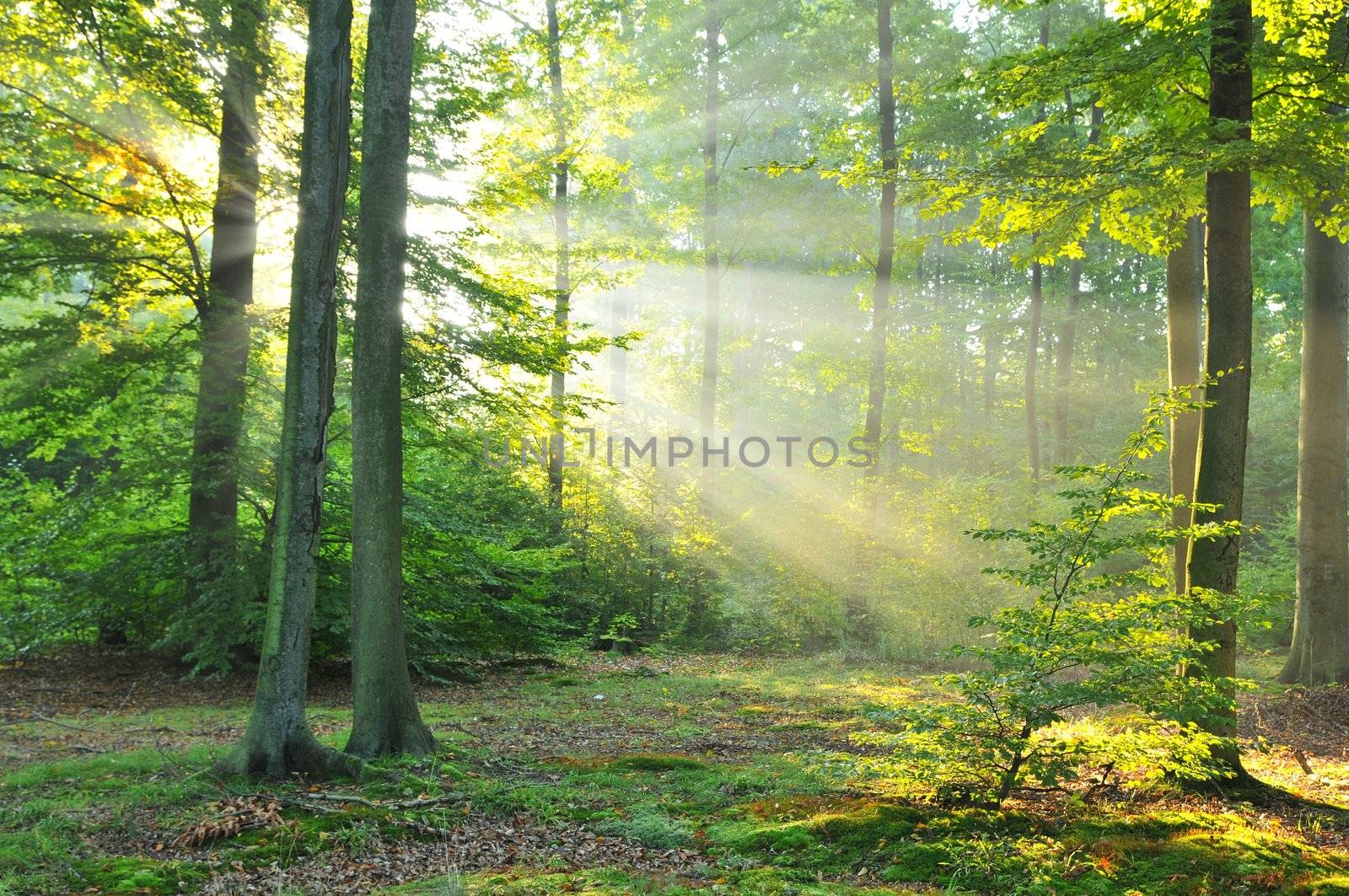 Solar beams making the way through a fog