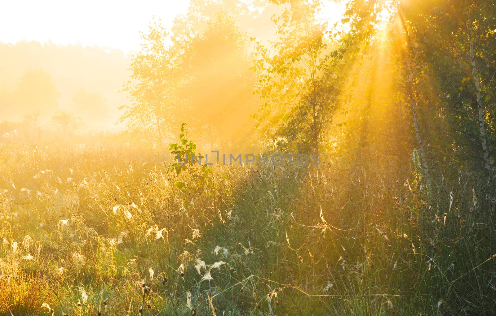 Beautiful autumn sunrise in forest