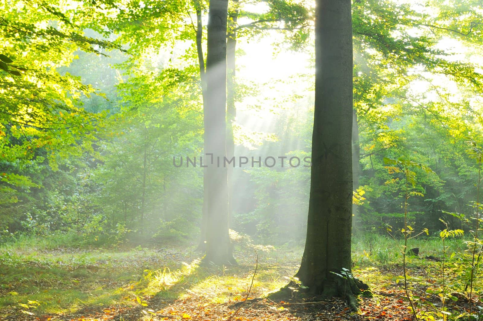 Autumnal dawn in old beech forest Poland