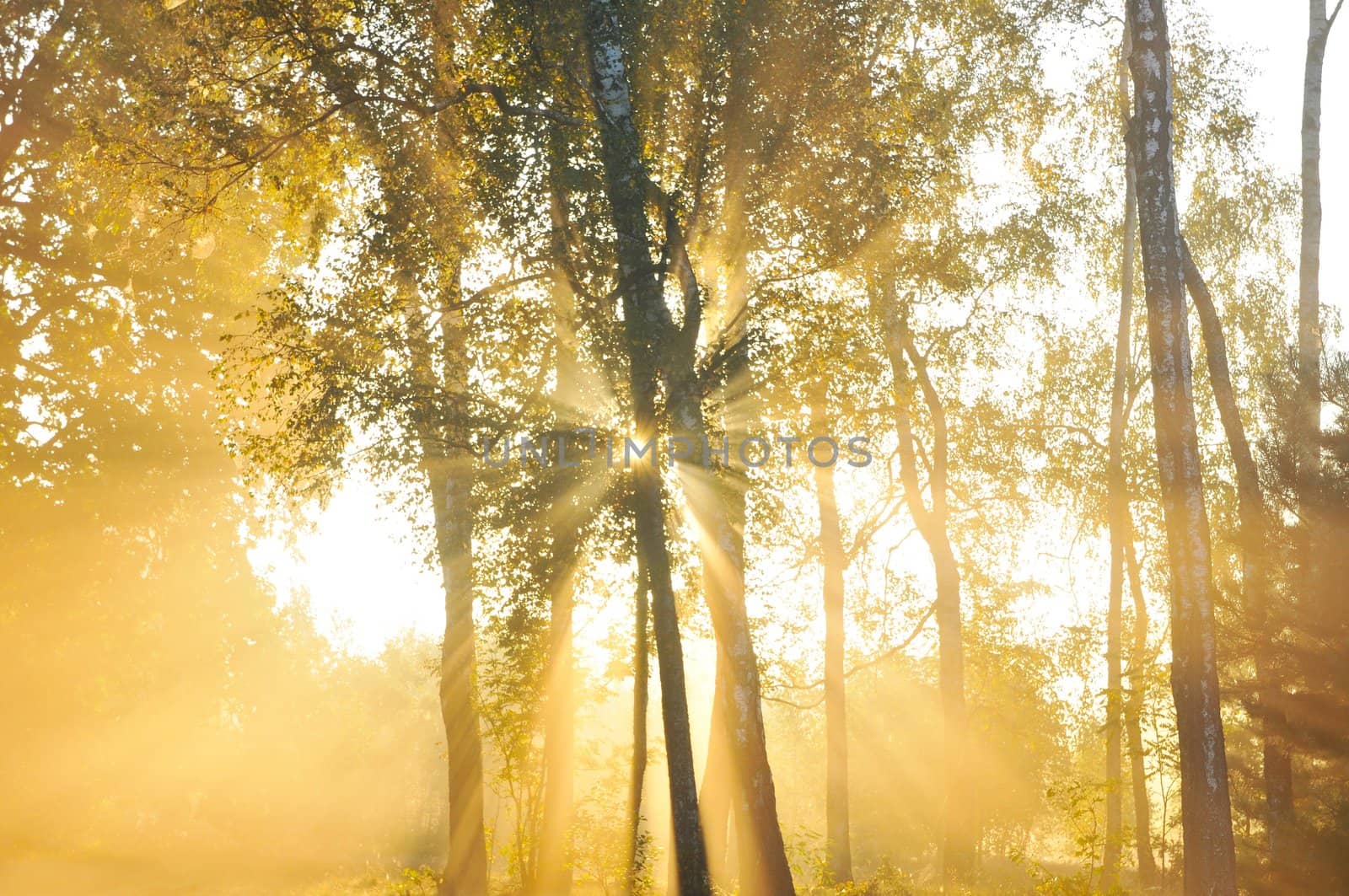 Forest at dusk
