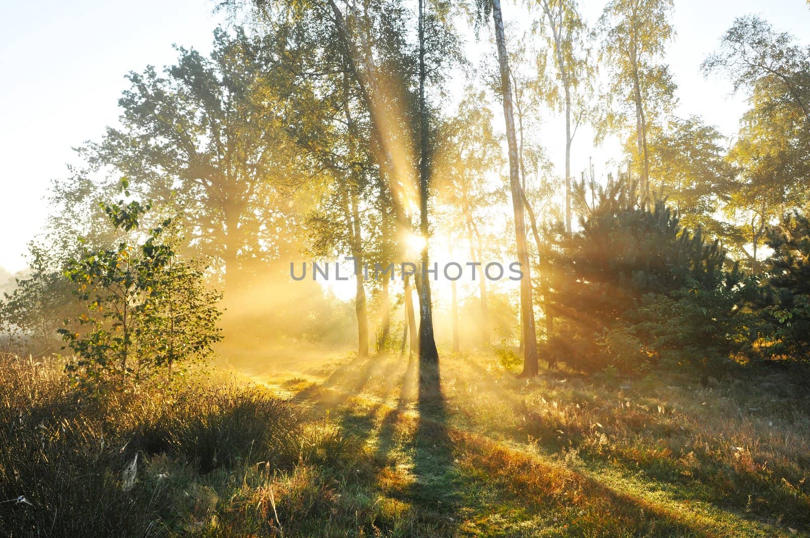 Forest at dusk