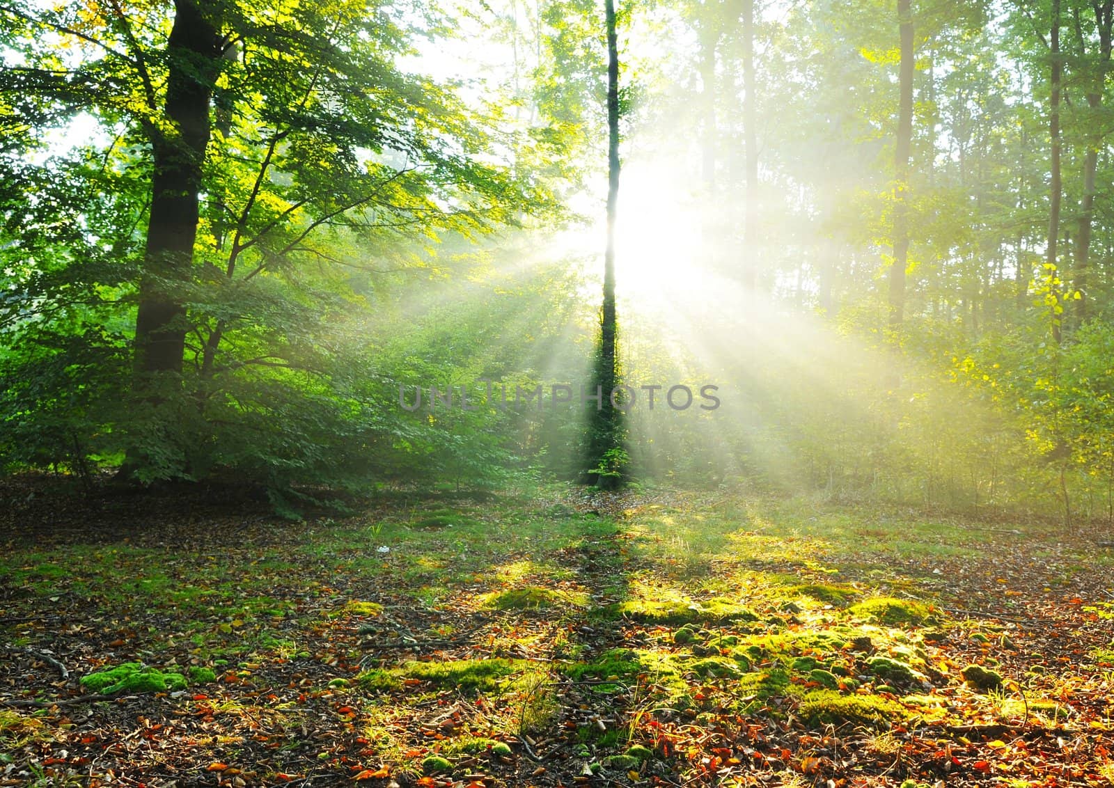 Forest at dusk
