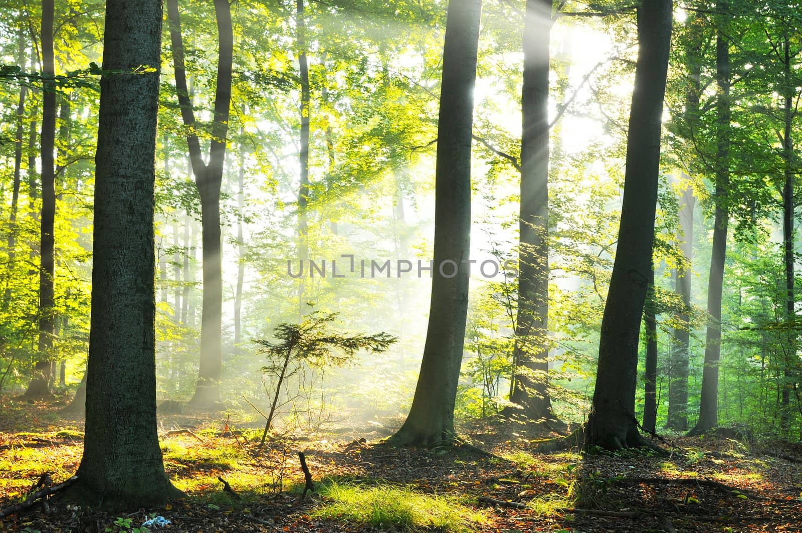 Forest dawn