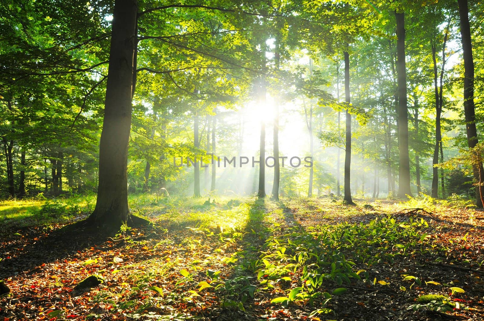 Autumnal dawn in old beech forest Poland
