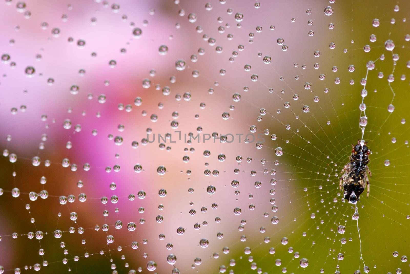 Spider web with water drops in rain forest, Thailand.