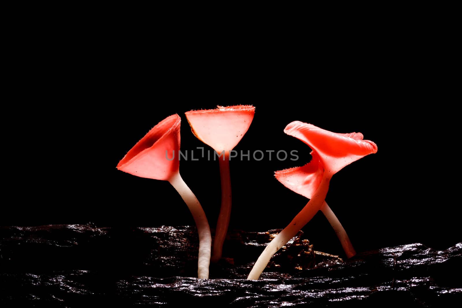 Orange mushroom or Champagne mushroom in rain forest, Thailand.